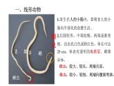 2021-2022 初中生物人教版八年级上册同步教学5.1.2 线形动物和环节动物课件（22页）