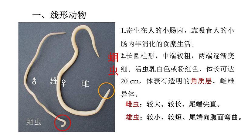 2021-2022 初中生物人教版八年级上册同步教学5.1.2 线形动物和环节动物课件（22页）第5页