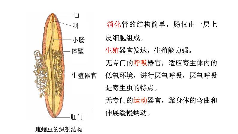 2021-2022 初中生物人教版八年级上册同步教学5.1.2 线形动物和环节动物课件（22页）第6页