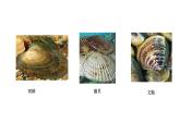 2021-2022 初中生物人教版八年级上册同步教学5.1.3 软体动物和节肢动物课件（25页）
