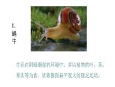 2021-2022 初中生物人教版八年级上册同步教学5.1.3 软体动物和节肢动物课件（25页）