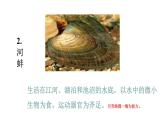 2021-2022 初中生物人教版八年级上册同步教学5.1.3 软体动物和节肢动物课件（25页）