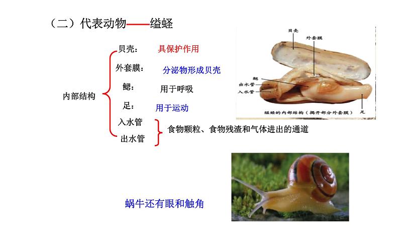 2021-2022 初中生物人教版八年级上册同步教学5.1.3 软体动物和节肢动物课件（25页）08