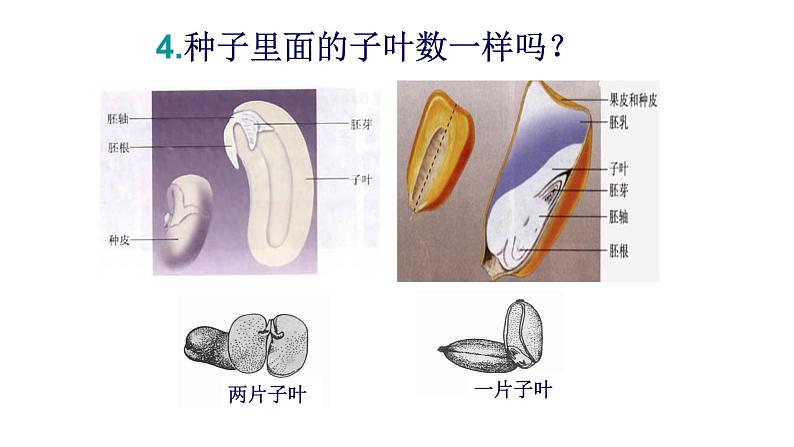 2021-2022 初中生物人教版八年级上册6.1.1  尝试对生物进行分类课件(19页）07