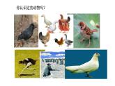 2021-2022 初中生物人教版八年级上册同步教学5.1.6  鸟 课件（17页）