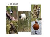 2021-2022 初中生物人教版八年级上册同步教学5.1.6  鸟 课件（17页）