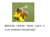 2021-2022 初中生物人教版八年级上册6.1.2   从种到界课件