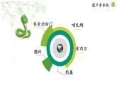 2021-2022 初中生物人教版八年级上册6.1.2   从种到界课件