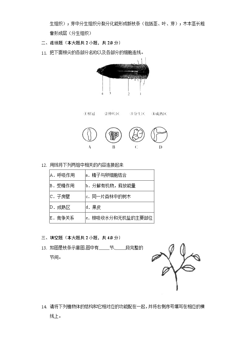 6.2营养器官的生长   同步练习    北师大版初中生物七年级上册03