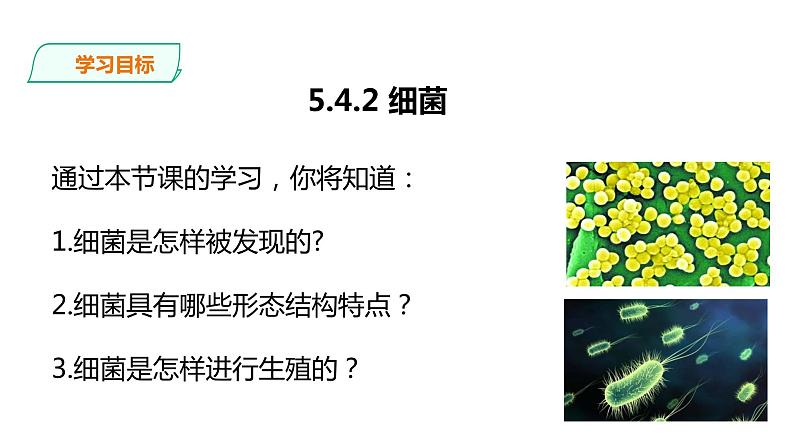 人教版八年级生物上册--5.4.2细菌 课件+视频素材03