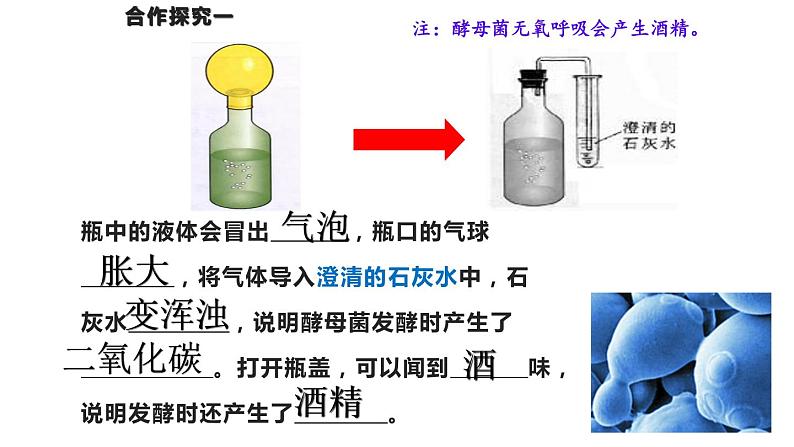 人教版八年级生物上册--5.4.5人类对细菌和真菌的利用 课件+视频素材07