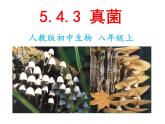 人教版八年级生物上册--5.4.3真菌 课件+ 视频素材