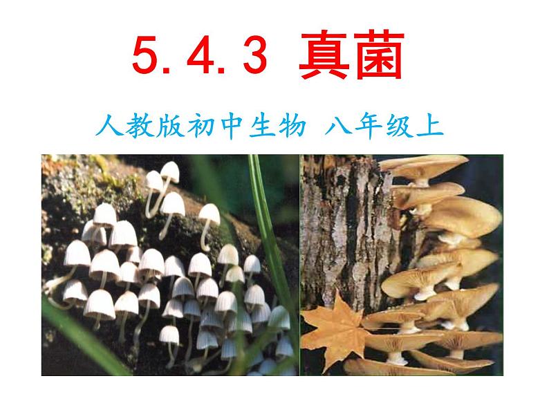 人教版八年级生物上册--5.4.3真菌 课件+ 视频素材01