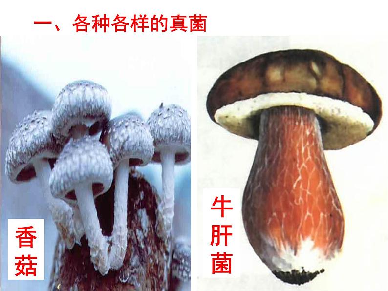 人教版八年级生物上册--5.4.3真菌 课件+ 视频素材03