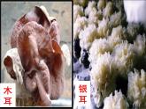 人教版八年级生物上册--5.4.3真菌 课件+ 视频素材