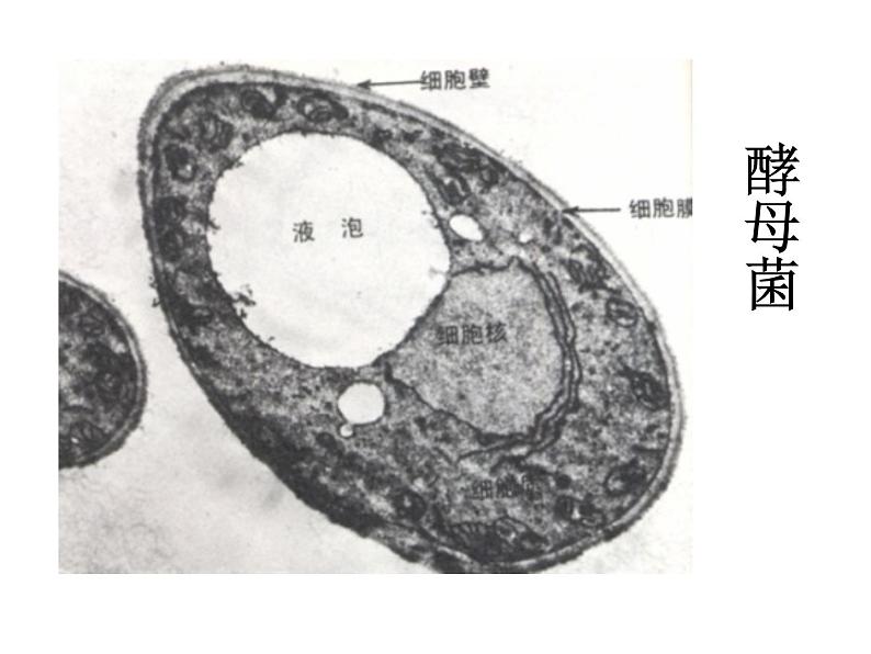 人教版八年级生物上册--5.4.3真菌 课件+ 视频素材05