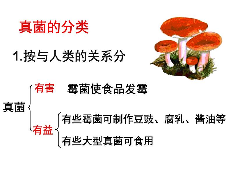 人教版八年级生物上册--5.4.3真菌 课件+ 视频素材08