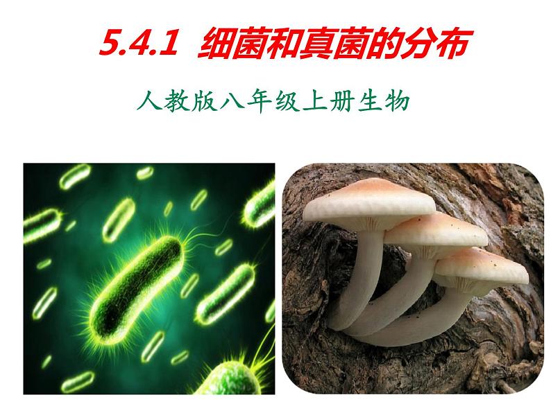 人教版八年级生物上册--5.4.1细菌和真菌的分布课件+ 视频素材01