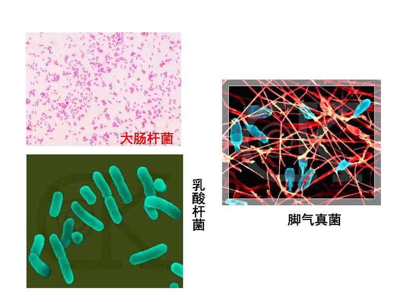 人教版八年级生物上册--5.4.1细菌和真菌的分布课件+ 视频素材04