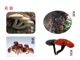 人教版八年级生物上册--5.4.1细菌和真菌的分布课件+ 视频素材