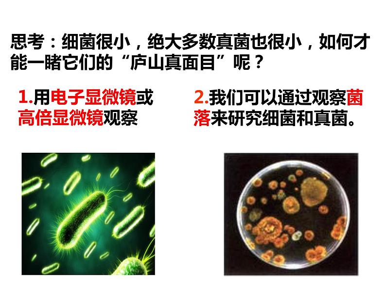 人教版八年级生物上册--5.4.1细菌和真菌的分布课件+ 视频素材07