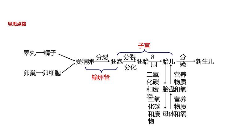 人教版生物七年级下册 第4单元第1章第2节《人的生殖》课件第4页