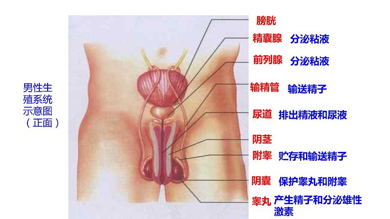 人教版生物七年级下册 第4单元第1章第2节《人的生殖》课件第7页