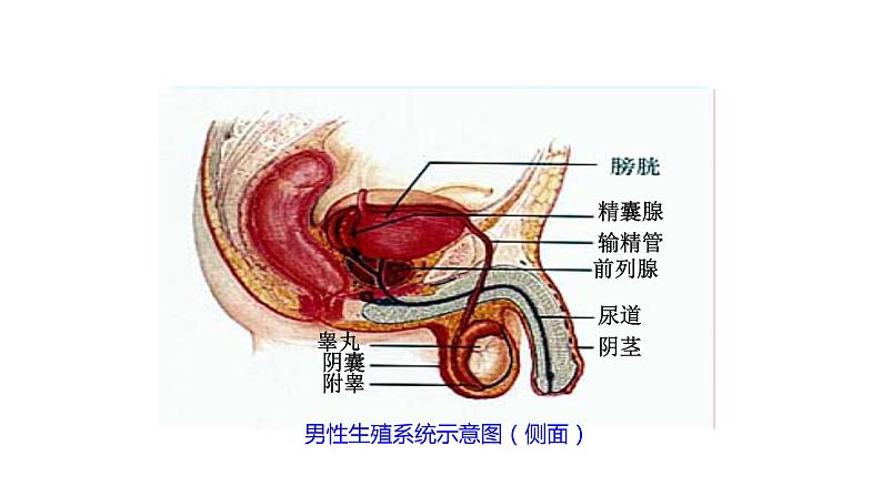 人教版生物七年级下册 第4单元第1章第2节《人的生殖》课件第8页