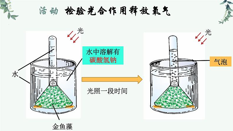 第一节光合作用（二课时）课件PPT第2页