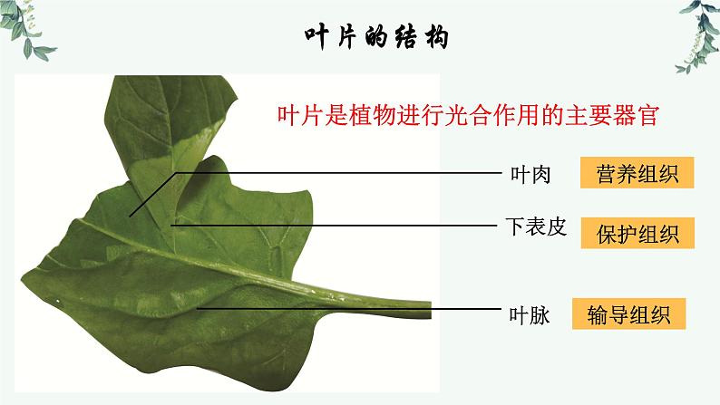 第一节光合作用（三课时 叶片与光合作用）课件PPT第2页