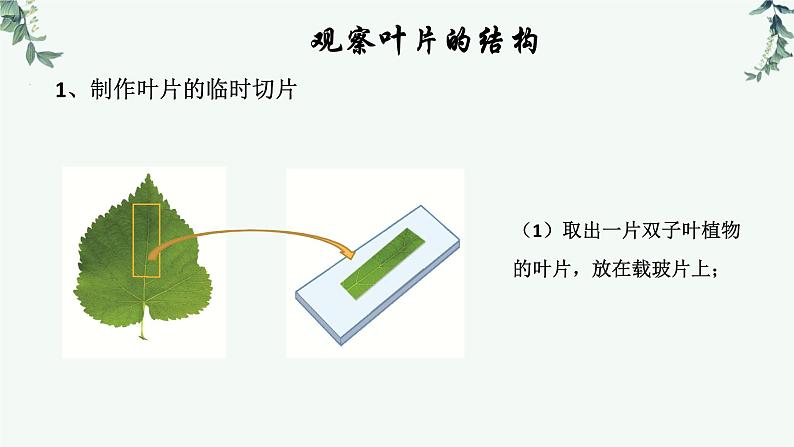 第一节光合作用（三课时 叶片与光合作用）课件PPT第5页