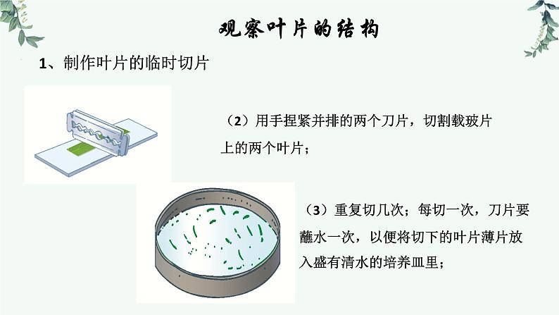 第一节光合作用（三课时 叶片与光合作用）课件PPT第6页