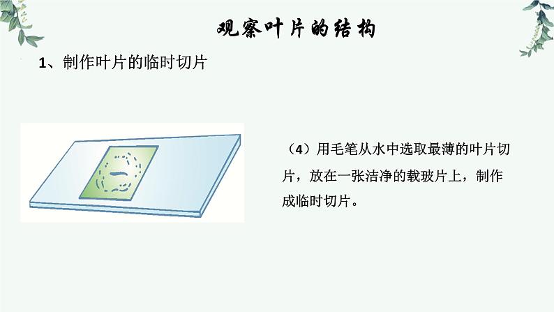 第一节光合作用（三课时 叶片与光合作用）课件PPT第7页