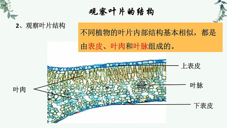 第一节光合作用（三课时 叶片与光合作用）课件PPT第8页