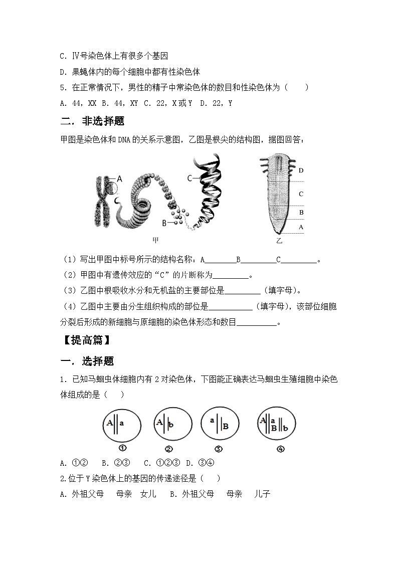 【核心素养目标】人教版初中生物八年级下册7.2.2《基因在亲子代间的传递》课件+视频+教学设计+同步分层练习（含答案）02