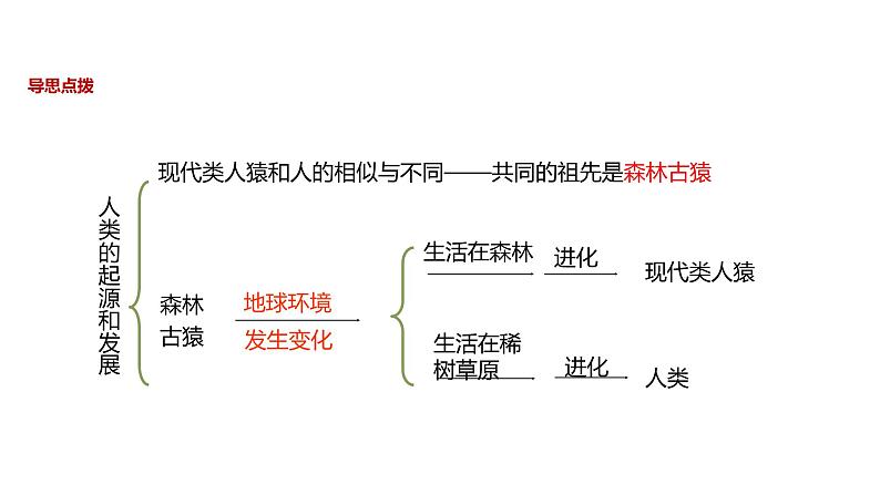 人教版生物七年级下册 第4单元第1章第1节《人类的起源和发展》课件第5页