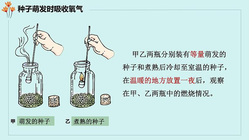 第五章第二节 呼吸作用课件PPT第6页