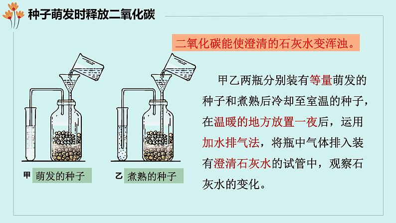 第五章第二节 呼吸作用课件PPT第8页