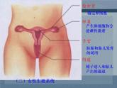 人教版生物七年级下册课件1.2 人的生殖 (1)