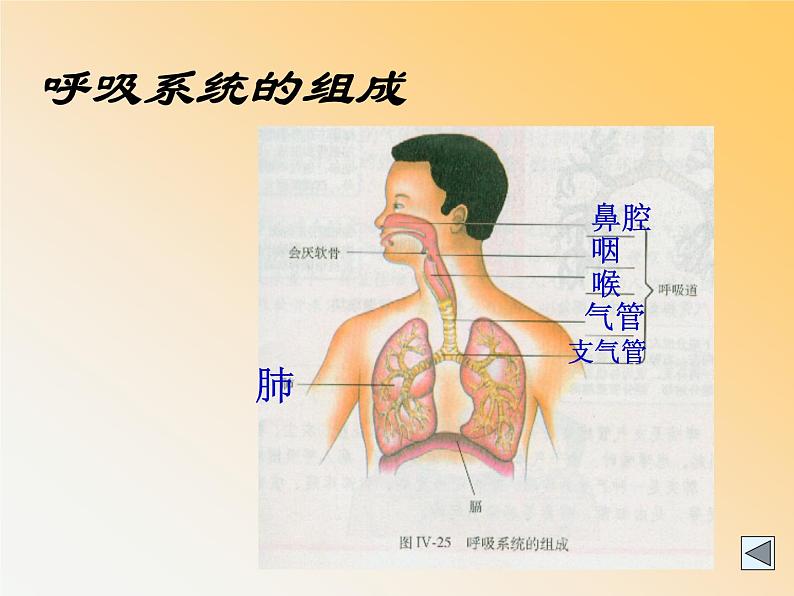 人教版生物七年级下册课件3.1 呼吸道对空气的处理 (1)第6页