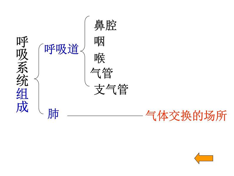 人教版生物七年级下册课件3.1 呼吸道对空气的处理 (1)第7页