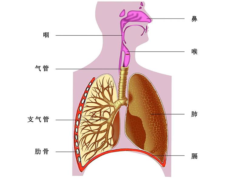 人教版生物七年级下册课件3.1 呼吸道对空气的处理 (2)第2页