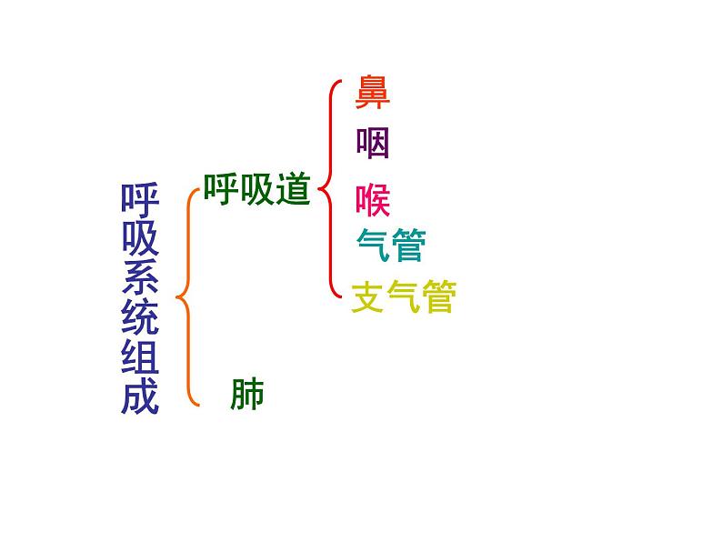 人教版生物七年级下册课件3.1 呼吸道对空气的处理 (2)第3页