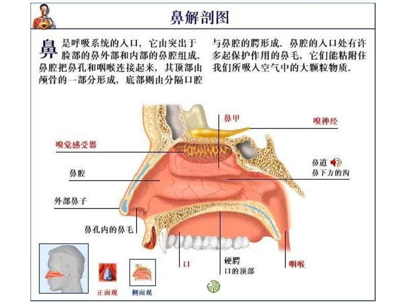 人教版生物七年级下册课件3.1 呼吸道对空气的处理 (2)第5页