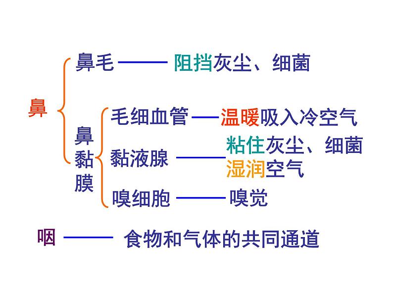 人教版生物七年级下册课件3.1 呼吸道对空气的处理 (2)第6页