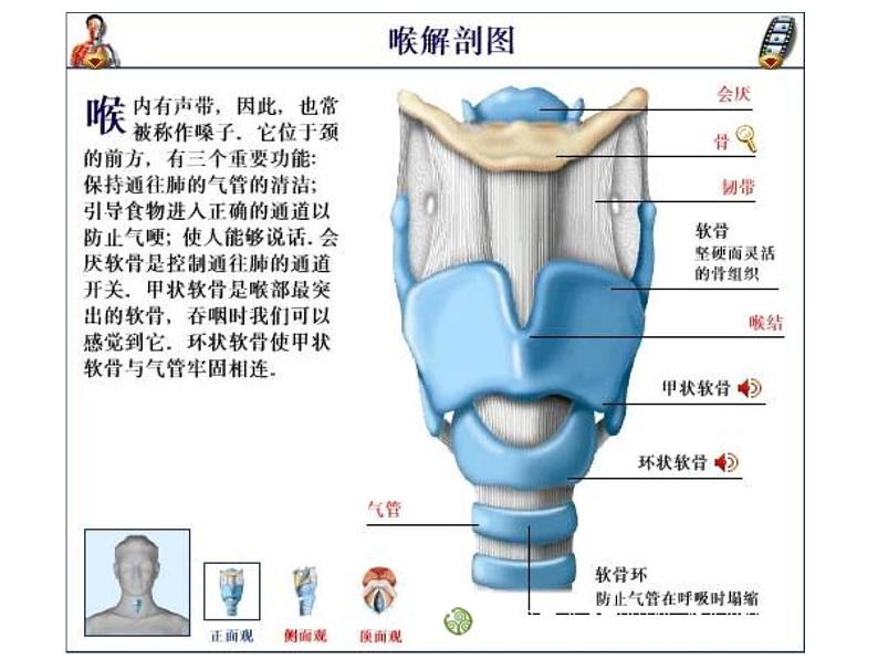 人教版生物七年级下册课件3.1 呼吸道对空气的处理 (2)第7页