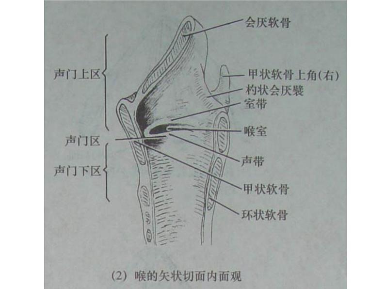 人教版生物七年级下册课件3.1 呼吸道对空气的处理 (2)第8页