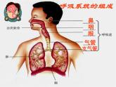 人教版生物七年级下册课件3.1 呼吸道对空气的处理 (3)