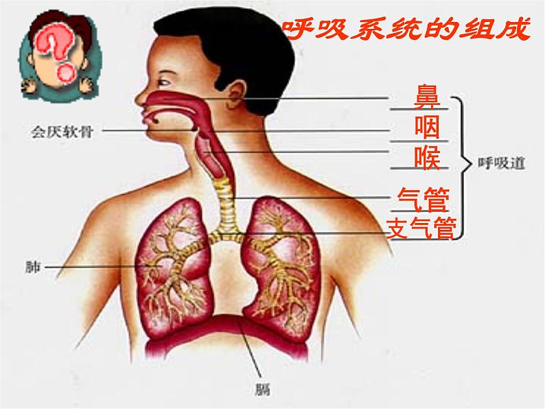 人教版生物七年级下册课件3.1 呼吸道对空气的处理 (3)第2页