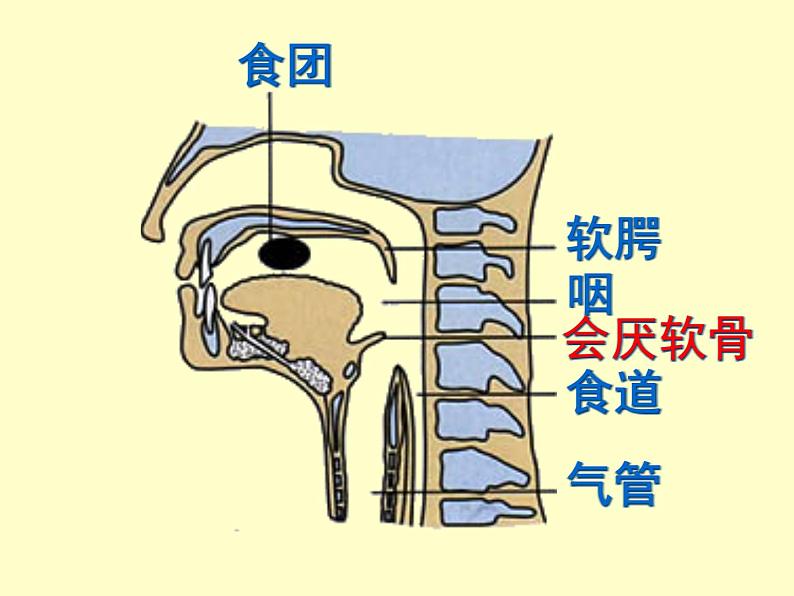 人教版生物七年级下册课件3.1 呼吸道对空气的处理 (3)第7页